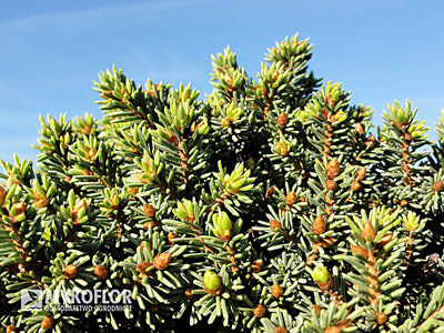Picea abies Ami
