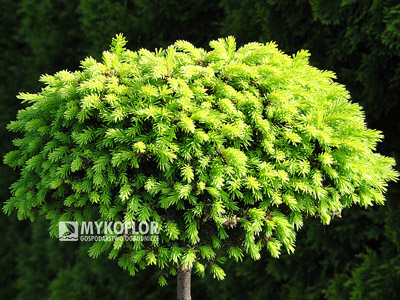Picea abies Bary Mazayta