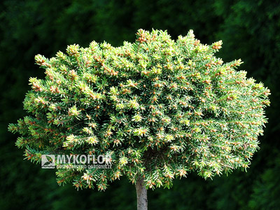 Picea abies Bary Mazayta