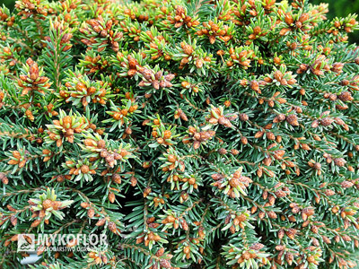 Picea abies Bary Mazayta