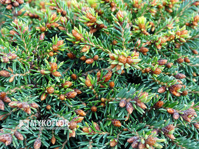 Picea abies Bary Mazayta