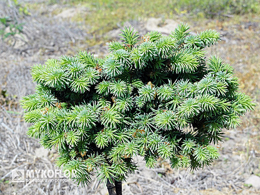 Picea abies Blue Tron