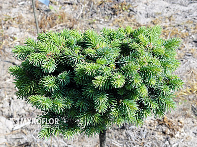 Picea abies Christian