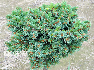 Picea abies Christian
