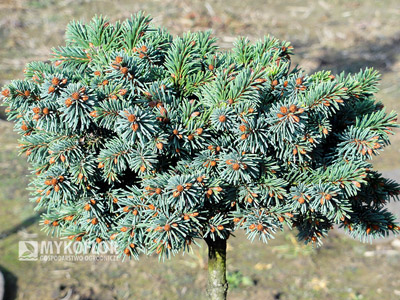 Picea abies Christian