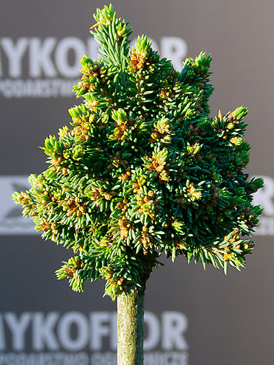Świerk pospolity Cukrák