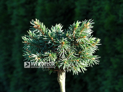 Picea abies Exot