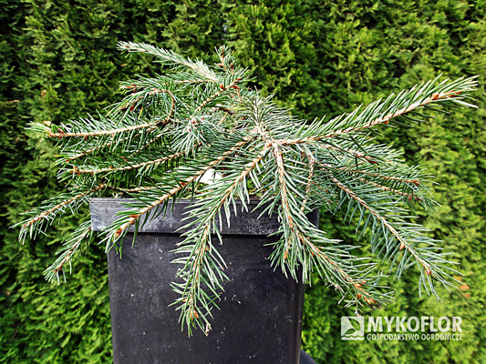 Picea abies Formanek Picea abies Formanek