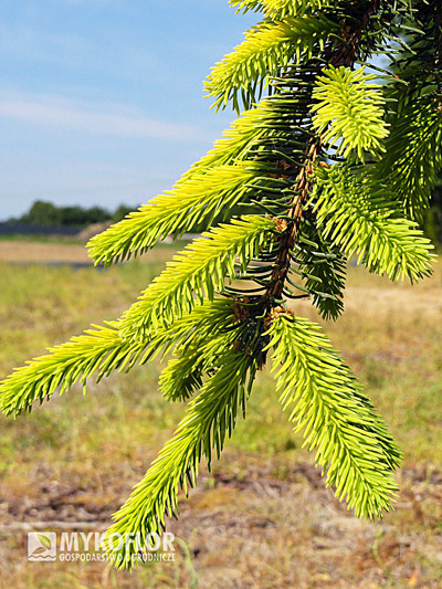 Picea abies Gold Drift