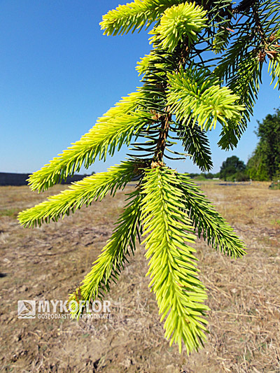 Picea abies Gold Drift