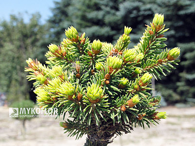 Picea abies Goldnugget (Aurea WB)