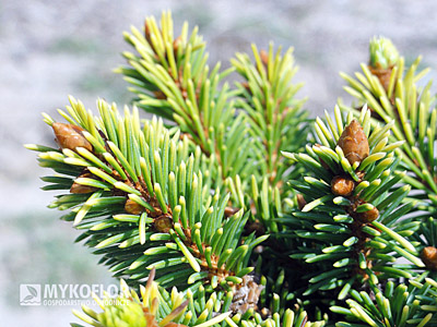 Picea abies Goldnugget (Aurea WB)