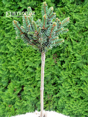 Picea abies Golf