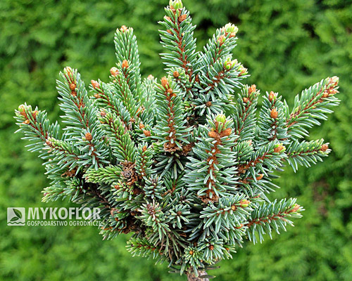 Picea abies Golf
