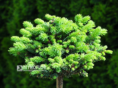 Picea abies Hodysin