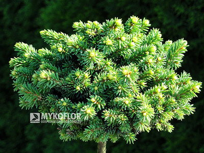 Picea abies Hodysin