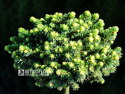 Picea abies Hodysin