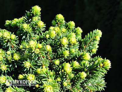 Picea abies Hodysin
