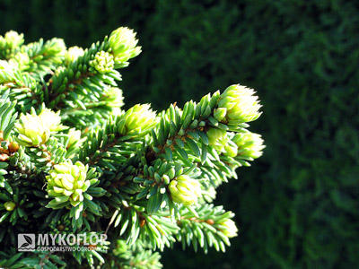 Picea abies Hodysin
