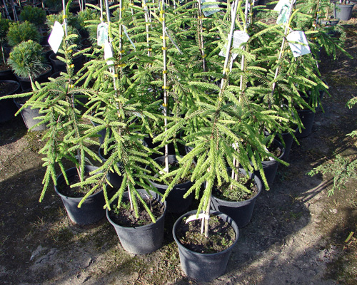 Picea abies Inversa - Świerk pospolity Inversa