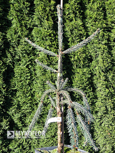 Picea abies Inversa