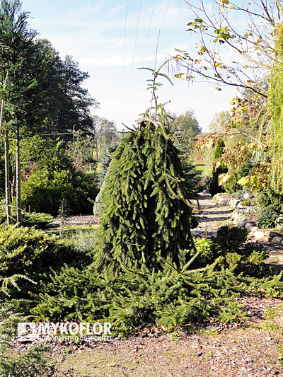 Picea abies Inversa