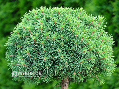Picea abies Jana