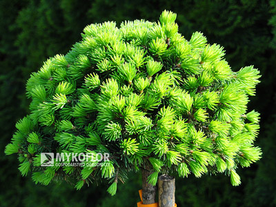 Picea abies Jana
