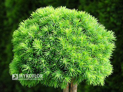 Picea abies Jana
