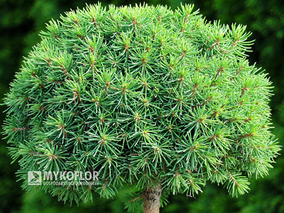Picea abies Jana
