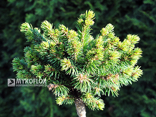Picea abies Johanka Pa 40-60cm