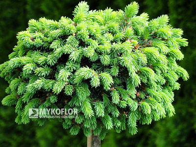 Picea abies Kellermans Blue Cameo