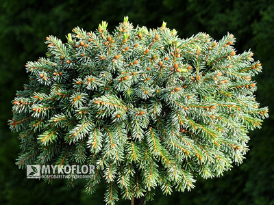 Picea abies Kellermans Blue Cameo