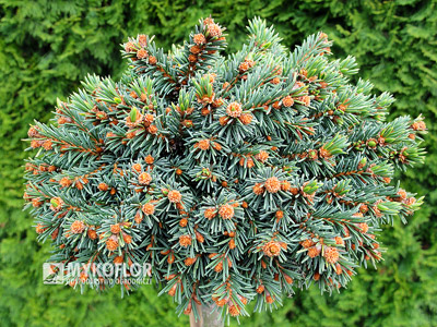 Picea abies Kellermans Blue Cameo