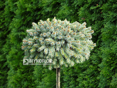 Picea abies Kellermans Blue Cameo