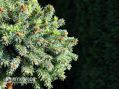 Picea abies Kellermans Blue Cameo