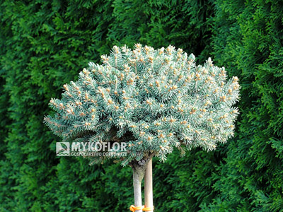 Picea abies Kerschbaumaier