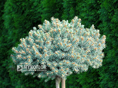 Picea abies Kerschbaumaier