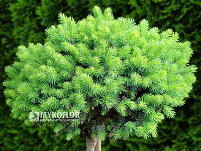 Picea abies Kerschbaumaier