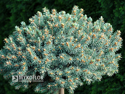 Picea abies Kerschbaumaier