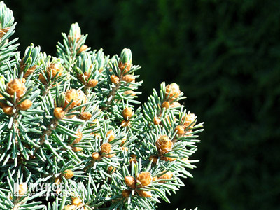 Picea abies Kerschbaumaier