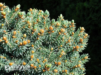Picea abies Kerschbaumaier