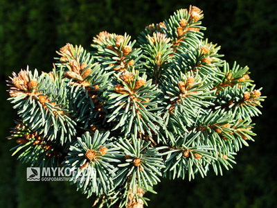 Picea abies Klokočka