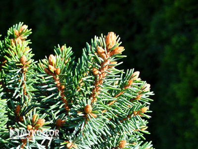 Picea abies Klokočka