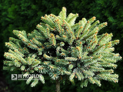 Picea abies Kotel