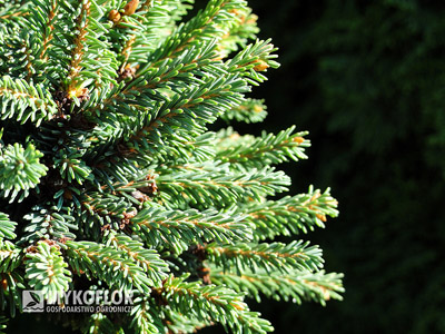 Picea abies Kotel