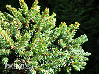 Picea abies Kotel