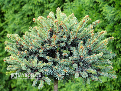 Picea abies Kotel