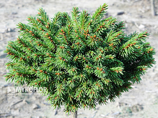 Picea abies Kovno
