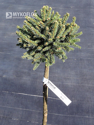 Picea abies Kral
